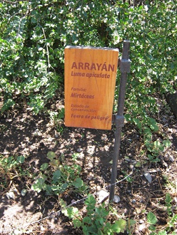 Die
                          Tafel einer weiteren Myrte (span. Arrayán,
                          lat. Luma apiculata)