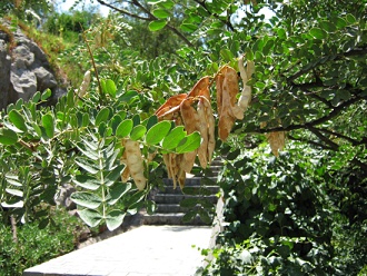 Tarabaum, super nahe Nahaufnahme der
                          Fiederblätter und der Früchte