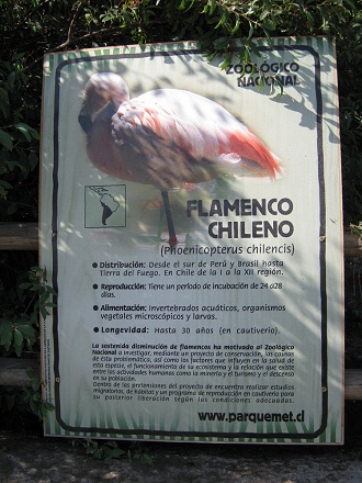 Tafel
                          mit Angaben über den Chilenischen Flamingo