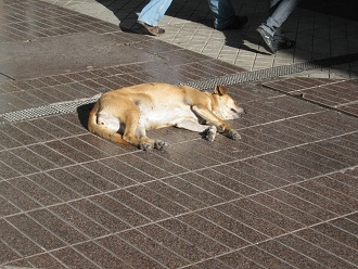 Paseo Ahumada, un perro tomando un ba�o de
                        sol