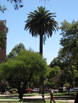 Brasilienplatz, grosse Palme (Honigpalme)