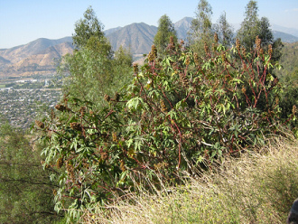 Strauch mit Fr�chten