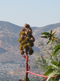 Strauchfrucht in Doldenform