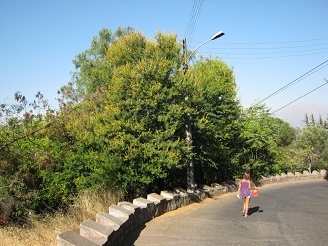 Ein weiterer auff�lliger Strauch am
                          Strassenrand, dieses Mal mit gelben Bl�ten