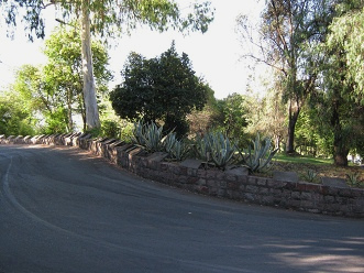 Kakteen am Strassenrand