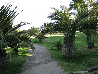 Botanischer Garten "Mapulemu",
                Palmen