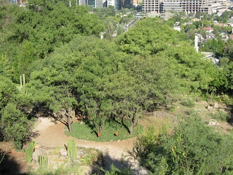 Botanischer Garten "Mapulemu",
                          Sicht auf B�ume auf einem unteren Niveau