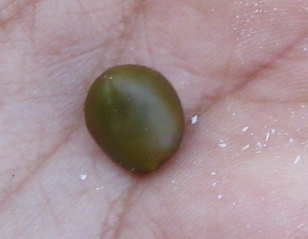 Botanischer Garten
                                "Mapulemu", ein Same des
                                Tara-Baums