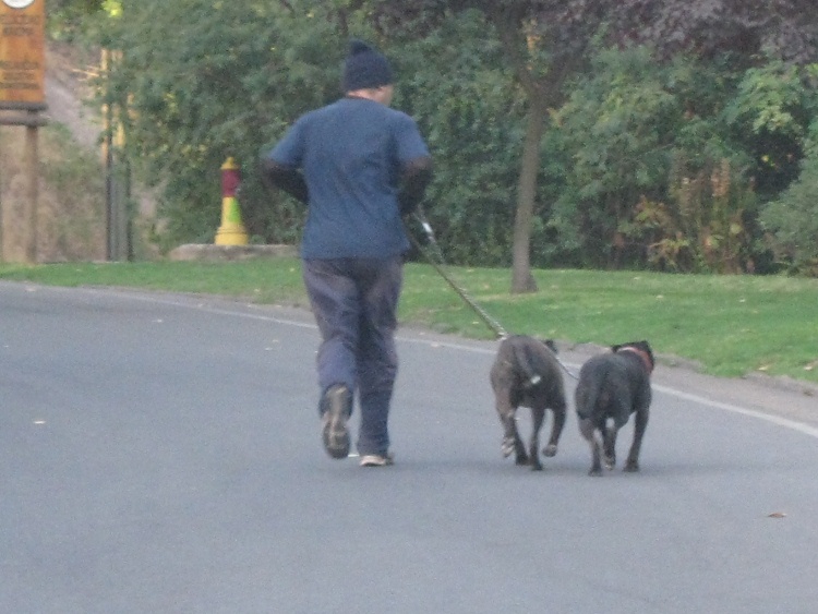 Kampfhundjogger bergauf