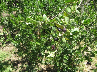 Die Bl�ttchen des Nord-Belloto (span.
                          Belloto del norte)