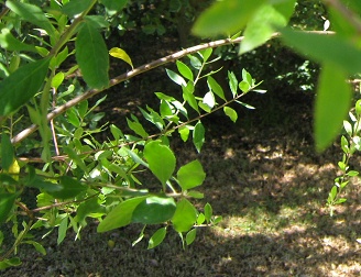 Die
                          Bl�ttchen des Mait�n