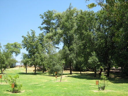 Weiter Rasen mit B�umen im Botanischen
                            Garten "Mapulemu" von Santiago de
                            Chile