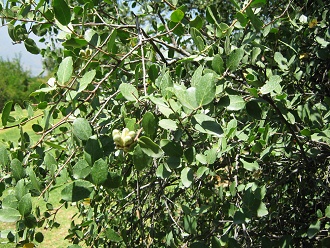 Die Bl�ttchen des Seifenrindenbaums