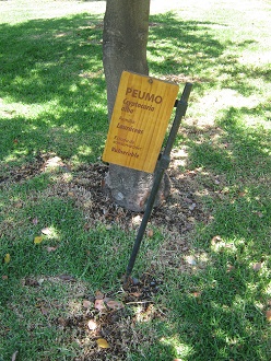 Der
                          Peumo (span. Crategus, Peumo alem�n, Peumo
                          extranjero, lat. Cryptocaria alba)