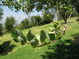 Bl�ttchen und gr�ne Beeren des
                          Peumo-Baums, Nahaufnahme 02