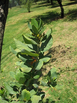 Bl�ttchen des Lingue / Litchi