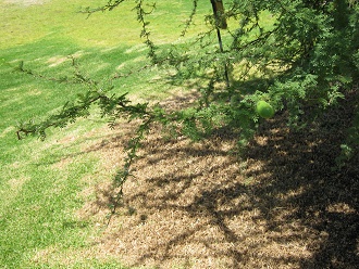 �ste
                          der Espino-Akazie (span. Epino, lat. Acacia
                          caven)