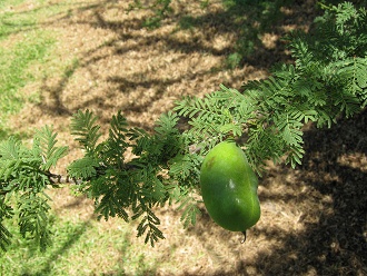 Die Fiederbl�ttchen und Frucht der
                          Espino-Akazie (span. Espino, lat. Acacia
                          caven)