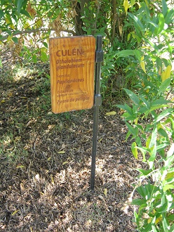 Tafel
                          des Cul�n