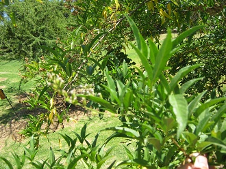 Die
                          Bl�ttchen des Cul�n (lat. Otholobium
                          glandulosum)