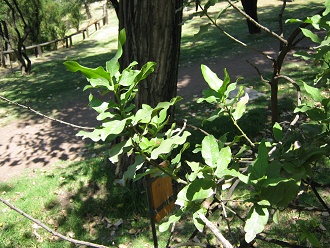 Die Bl�ttchen des Nord-Belloto