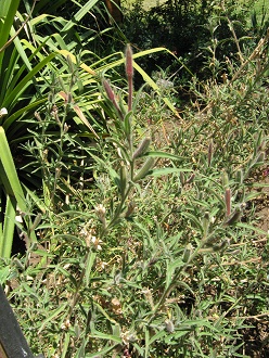 Flor de San Jos� (lat. Oenothera
                          affinis), Nahaufnahme