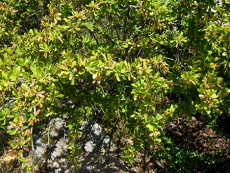 Tafel der Berberis montana
                          (span. Michay Palo Amarillo, lat. Berberis
                          montana), Nahaufnahme