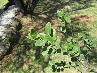 Strauch Azara dentata (span. Corcol�n,
                          lat. Azara dentata), Nahaufnahme