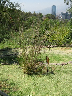 Scharlach-Fuchsie (span. Chilco, lat.
                          Fuchsia magellanica)