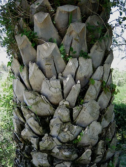 Die Rinde der Chilenischen Palme (span.
                          Palma chilena, lat. Jubaea chilensis)