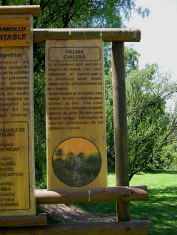 Die grosse Hinweistafel f�r nachhaltige
                          Entwicklung, Text 3 �ber die Chilenische
                          Palme