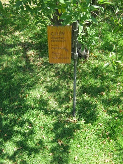 Tafel des Cul�n (lat. Otholobium
                          glandulosum)