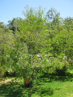 Cul�n
                          (lat. Otholobium glandulosum, oder Psoralea
                          glandulosa [web06])