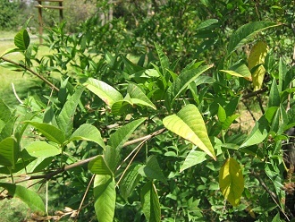 Cul�n, Nahaufnahme der Bl�tter