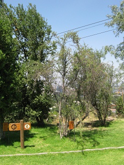 Huingan
                          (lat. Schinus polygamus)