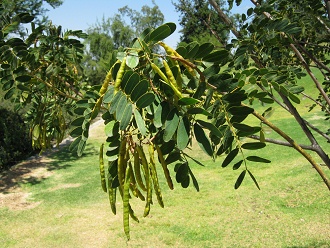 Hojas pinnat�fidas y frutas del Quebracho