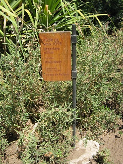Placa de la Flor de San José (lat.
Oenothera affinis, tb. Oenothera stricta Placa de la Flor de San José (lat.
Oenothera affinis, tb. Oenothera stricta