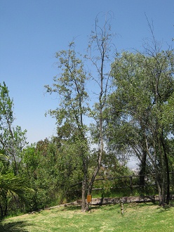 Quillay
(lat. Quillaja saponaria) Quillay
(lat. Quillaja saponaria)