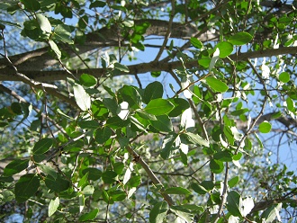 Hojitas del
Quillay (lat. Quillaja saponaria), primer
plano Hojitas del Quillay (lat. Quillaja
saponaria), primer plano