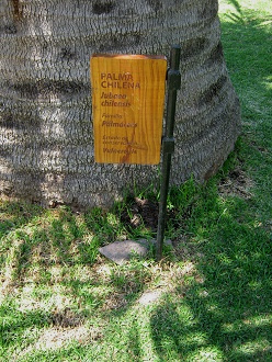 Tabla de la Palma chilena
(lat. Jubaea chilensis) Tabla de la Palma chilena (lat. Jubaea
chilensis)