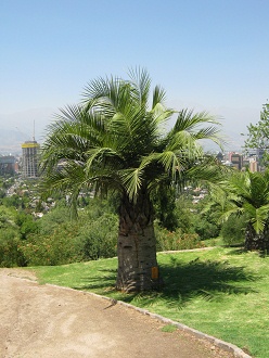 Palma chilena (lat. Jubaea chilensis) Palma chilena (lat. Jubaea chilensis)