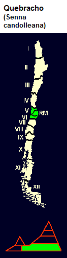Quebracho (lat. Senna candolleana),
                              mapa y dise�o gr�fico de la distribuci�n
                              en Chile central en la 5� y 6� regi�n de
                              Chile