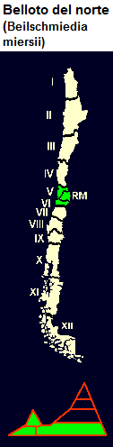 Belloto
                              del norte (lat. Beilschmiedia miersii),
                              mapa y dise�o gr�fico con la distribuci�n
                              en Chile central en la 5� y 6� regi�n de
                              Chile