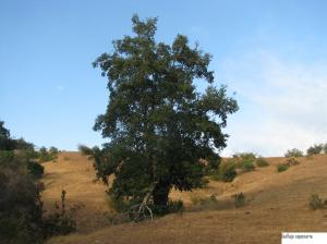 Árbol grande de
Quillay Árbol
grande de Quillay