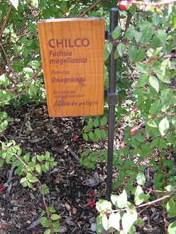 Tafel des Chilco (lat. Fuchsia
magellanica) Tafel
des Chilco (lat. Fuchsia magellanica)