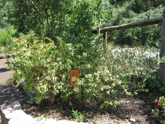 Chilco-Strauch Chilco-Strauch