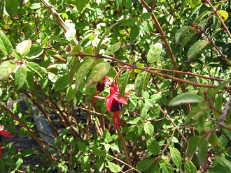 Chilco-Strauch, Nahaufnahme Chilco-Strauch, Nahaufnahme