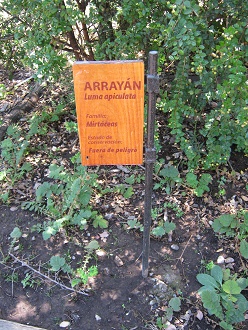 Arrayán (lat. Luma apiculata) Arrayán (lat. Luma apiculata)