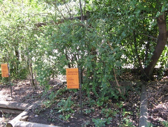 Myrte (span. Arrayán, lat. Luma
apiculata) Myrte
(span. Arrayán, lat. Luma apiculata)