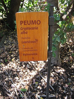 Peumo (lat.
Cryptocaria alba) Peumo
(lat. Cryptocaria alba)